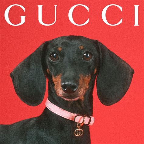 gucci pets 2021.